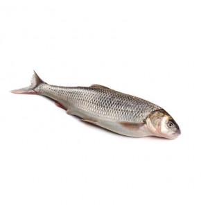 ماهی سفید